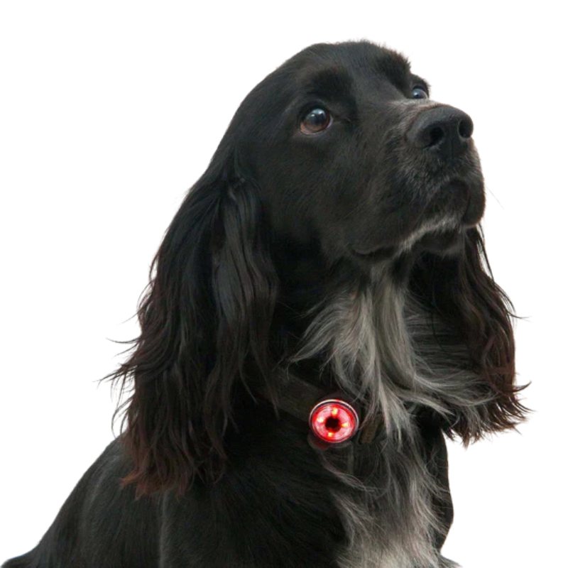 Lemputė gyvūnams Mountain Paws Dog Safety Light 2 Pack